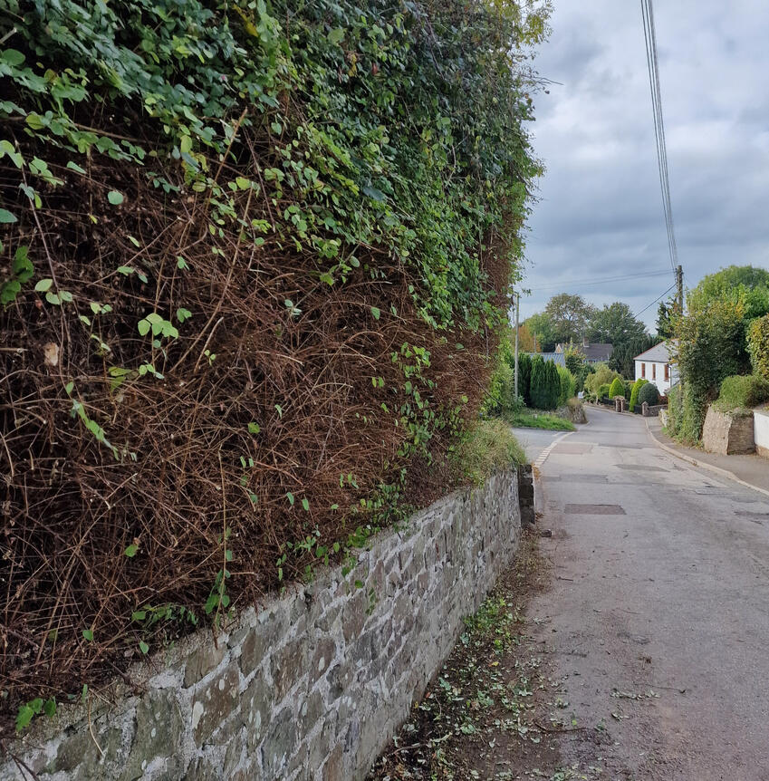 Hedge Trimming